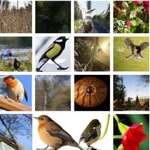 10 Bird Images Bug.jpg