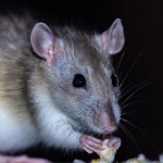 A picture of a hungry rat (1).jpg