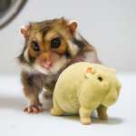 A picture of a monkey with a pet hamster. (1).jpg
